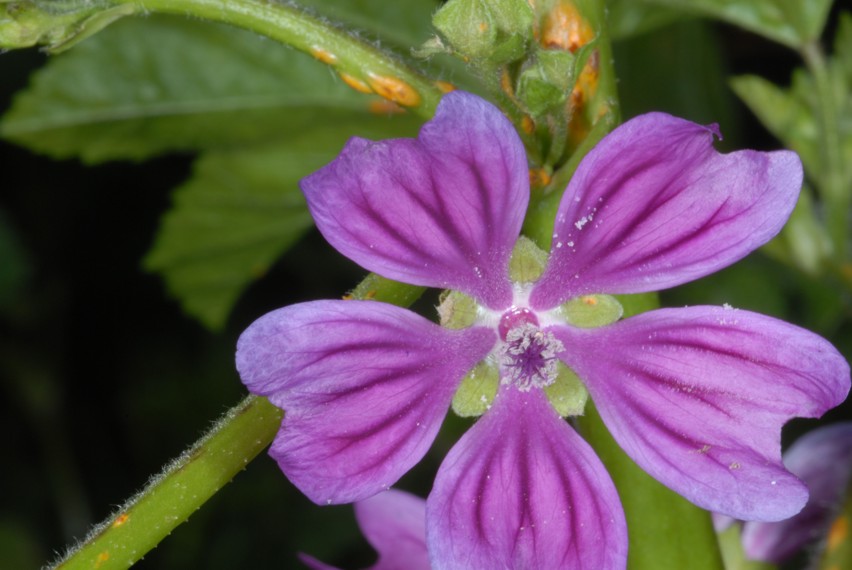 Alcuni scatti con Nikon D200, SB 800 e i due SB-R200